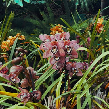 Grupos de orquídeas y exuberante vegetación tropical en un jardín botánico